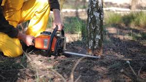 Professional  Tree Services in Asheville, NC